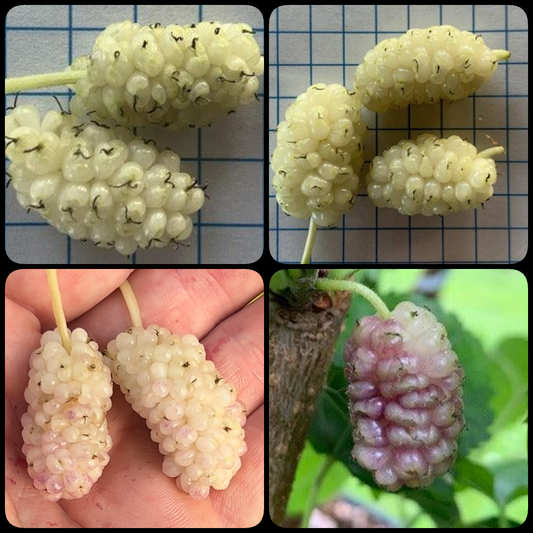 White Colored Mulberry Collection - Beautiful Day, Buluklu, Big White, San Martin - 4pc - Dingdong's Garden