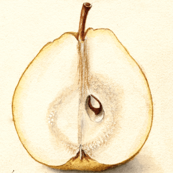 White Doyenne Pear 4x6 Decorative Card - Dingdong's Garden