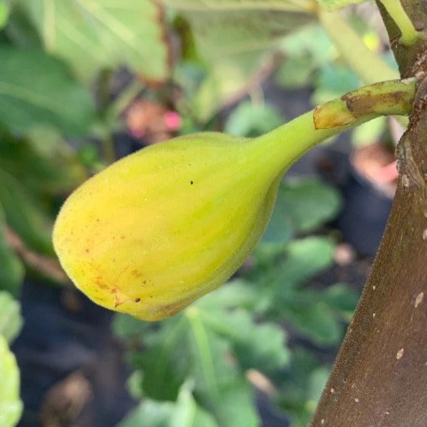 White Genoa Fig Cutting - Dingdong's Garden