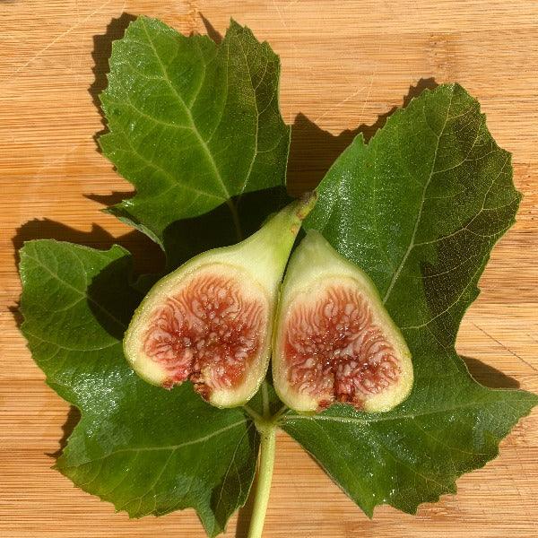 White Genoa Fig Cutting - Dingdong's Garden