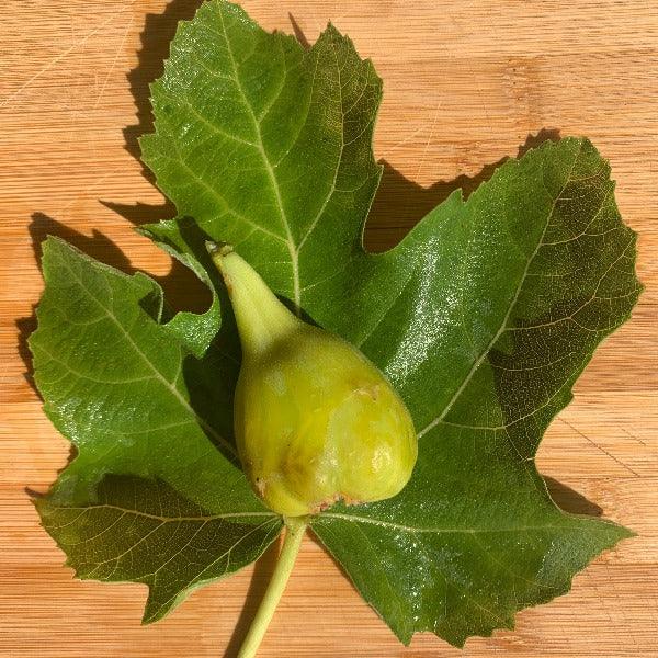 White Genoa Fig Cutting - Dingdong's Garden