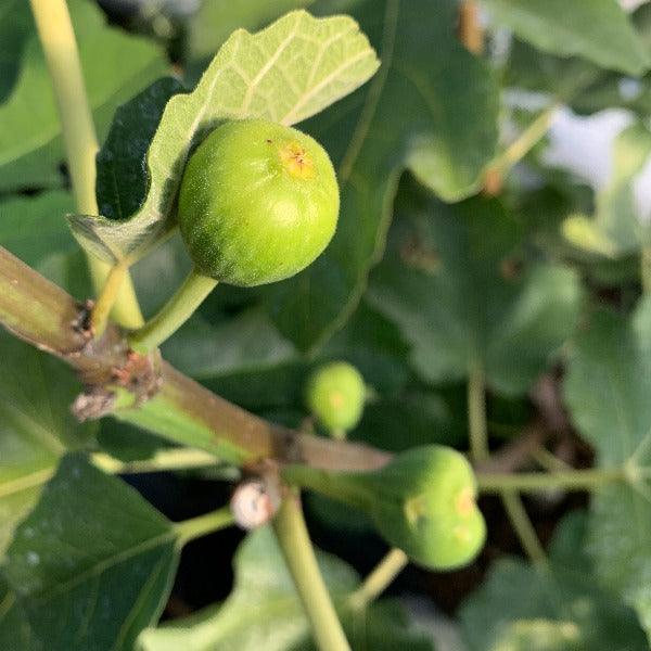 White Genoa Fig Cutting - Dingdong's Garden