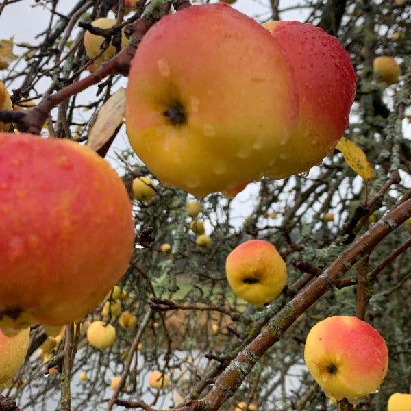 White Winter Pearmain Apple Scionwood - Dingdong's Garden