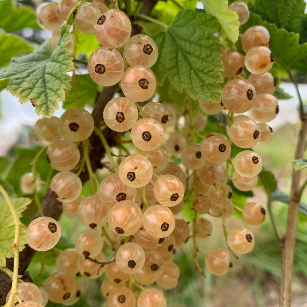 Imperial White Currant Cutting