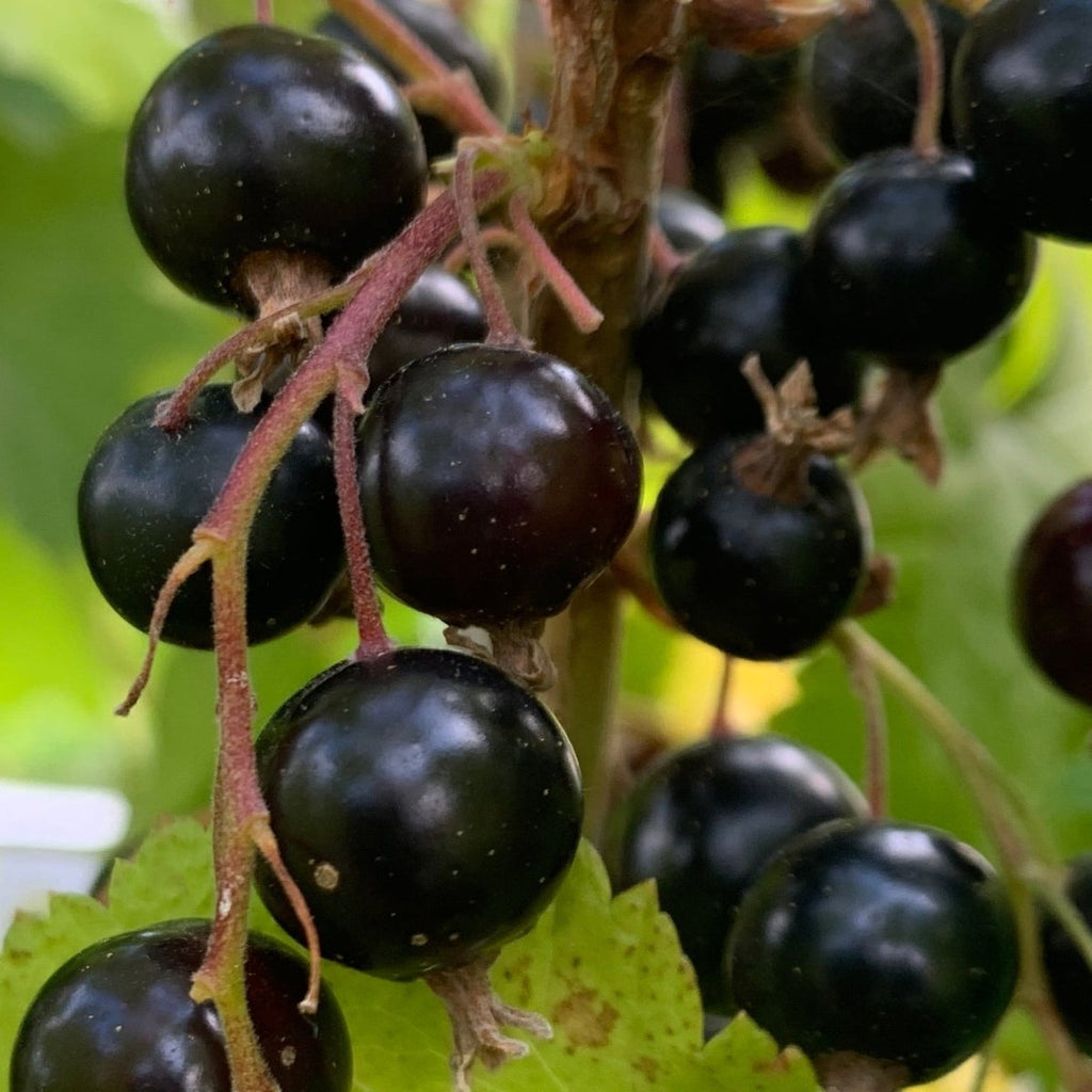 Willoughby Black Currant Cutting