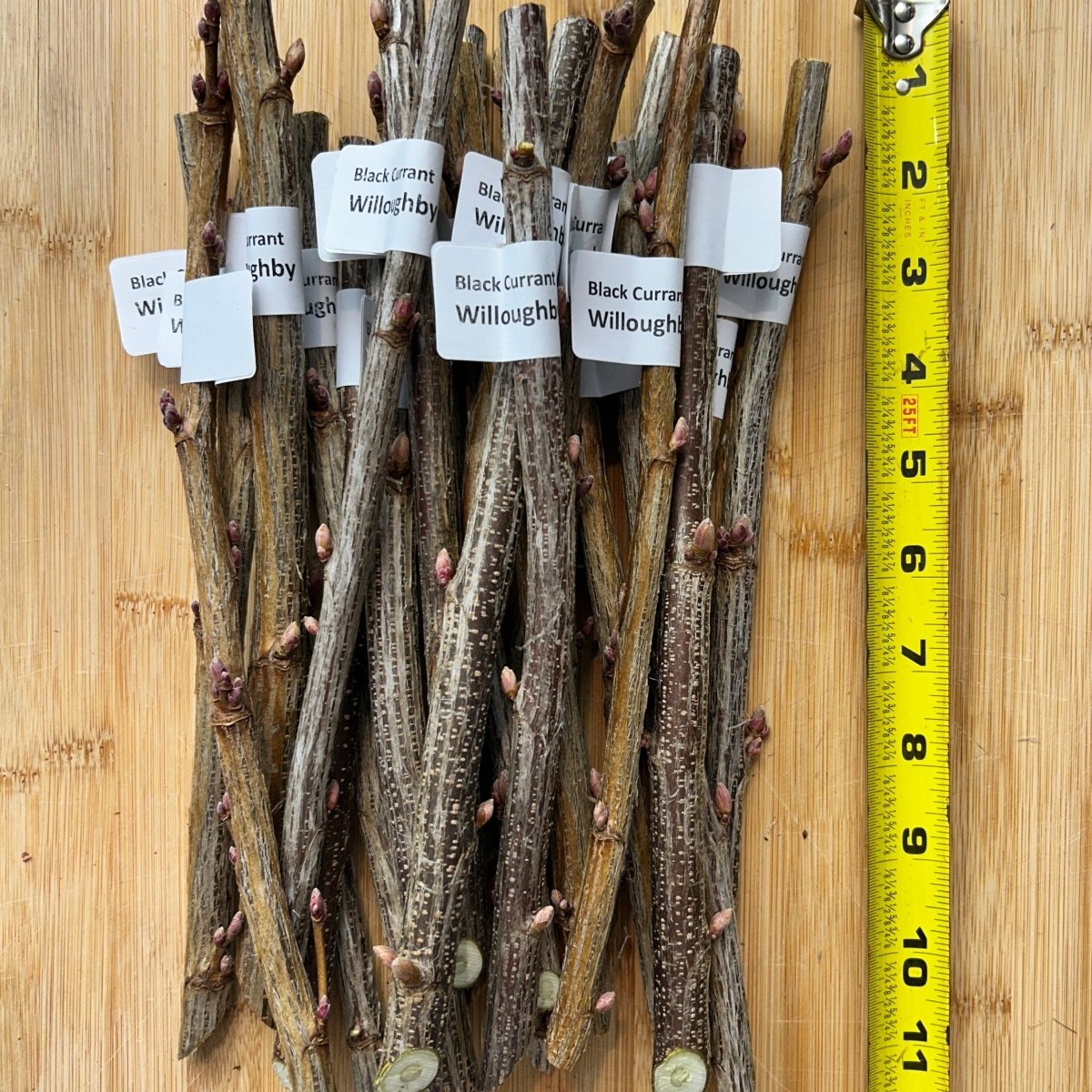 Willoughby Black Currant Cutting - Dingdong's Garden