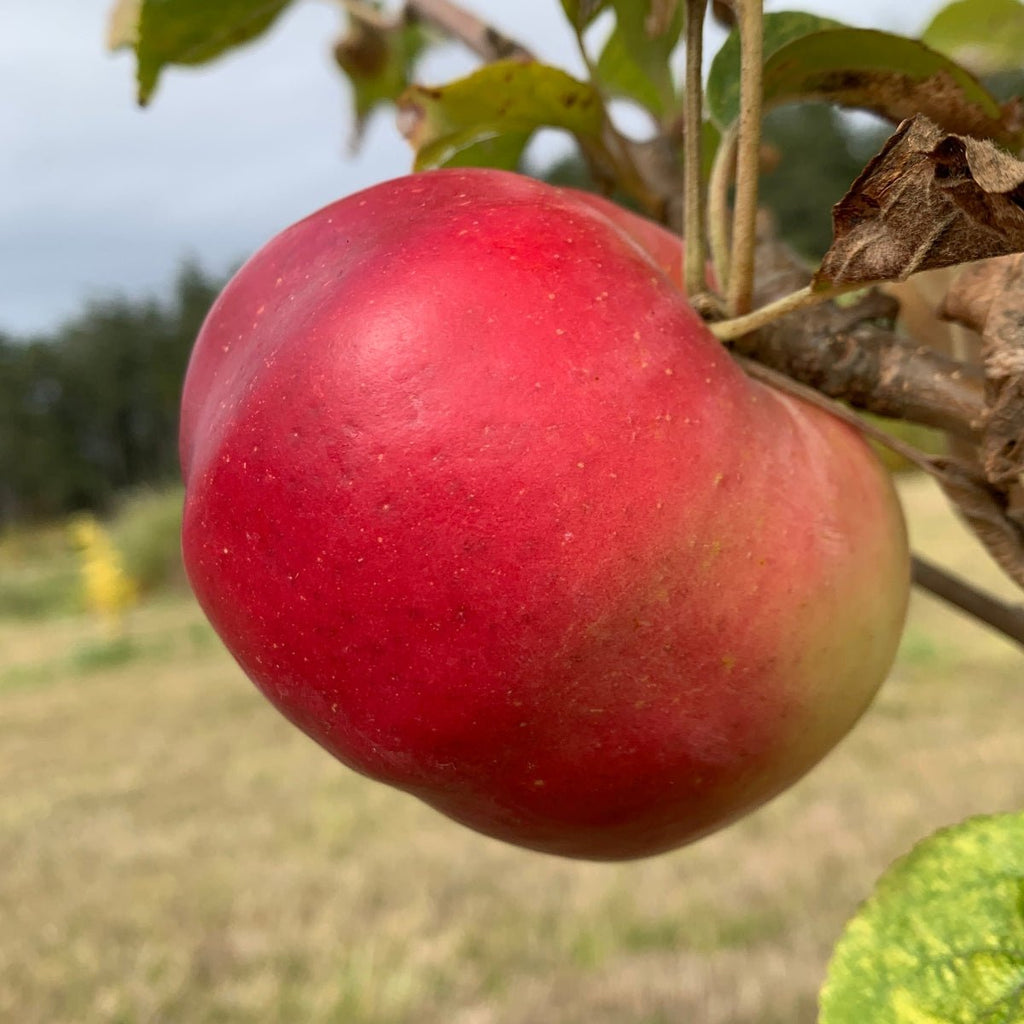 Winter Banana Apple Scionwood