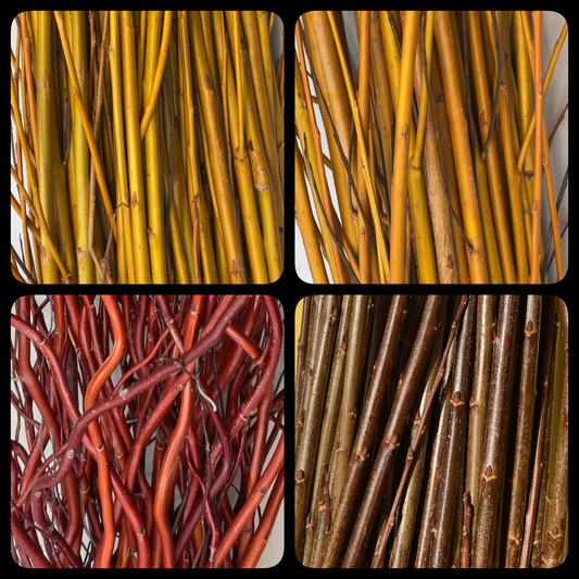 Winter Color Willow Collection - Flame Yellow, Golden, Scarlet Curls, Noire de Villaines - 8pc - Dingdong's Garden