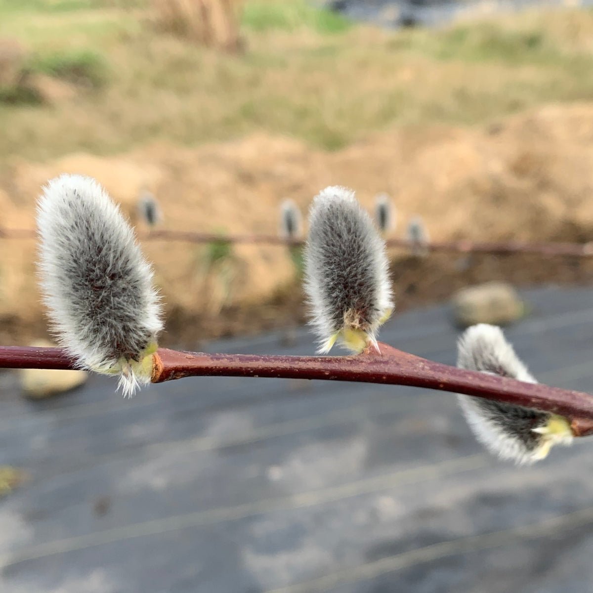 Winter Glory Willow Cutting - Dingdong's Garden