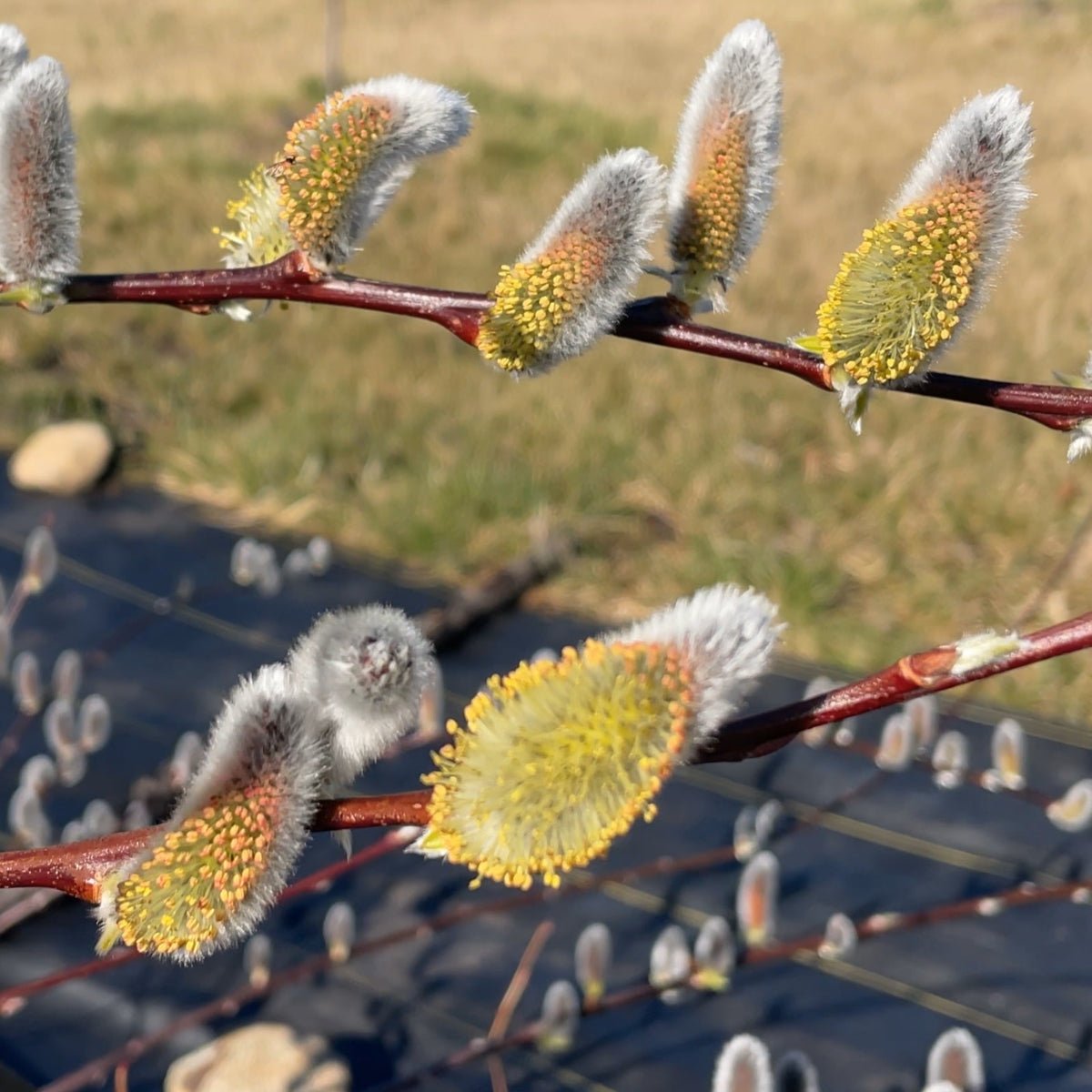 Winter Glory Willow Cutting - Dingdong's Garden