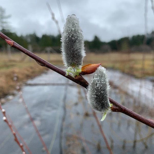 Winter Glory Willow Cutting - Dingdong's Garden