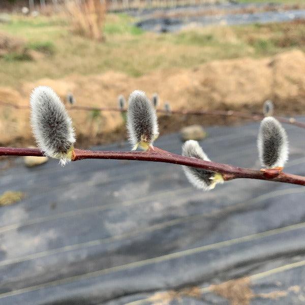 Winter Glory Willow Cutting - Dingdong's Garden