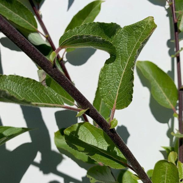 Winter Glory Willow Cutting - Dingdong's Garden