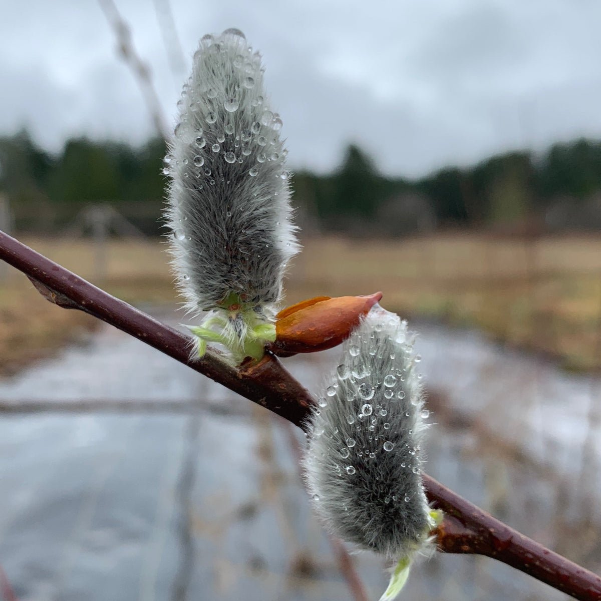 Winter Glory Willow Cutting - Dingdong's Garden