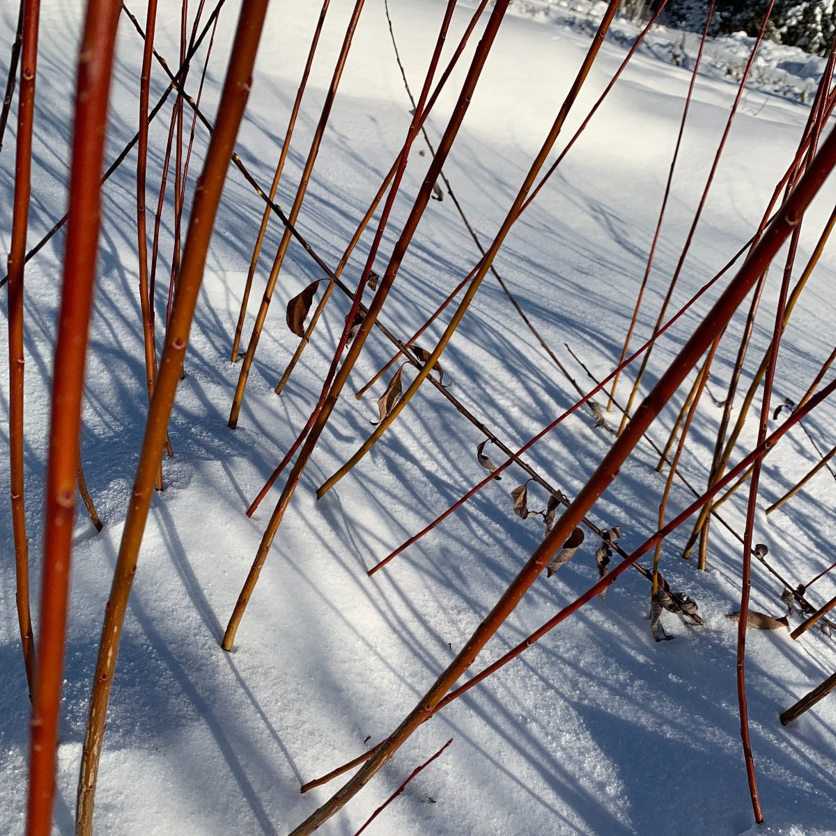 Winter Green Willow Cutting - Dingdong's Garden