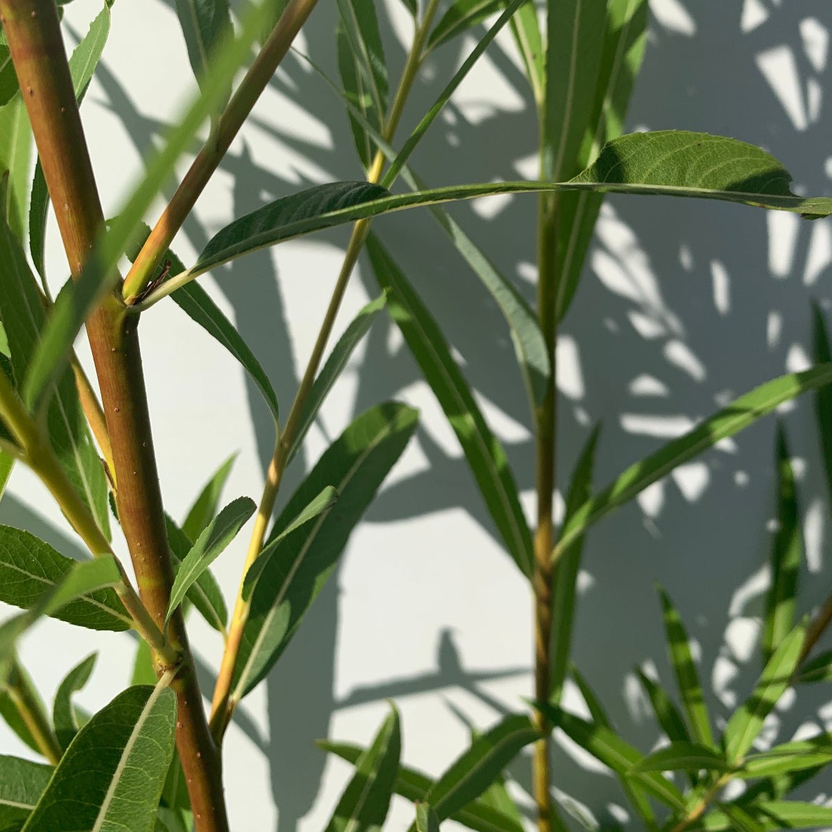 Winter Green Willow Cutting - Dingdong's Garden