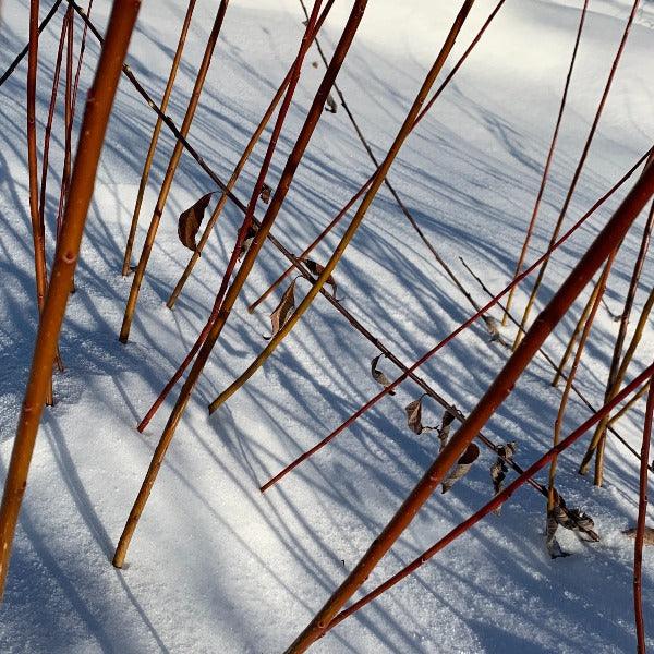 Winter Green Willow Cutting - Dingdong's Garden