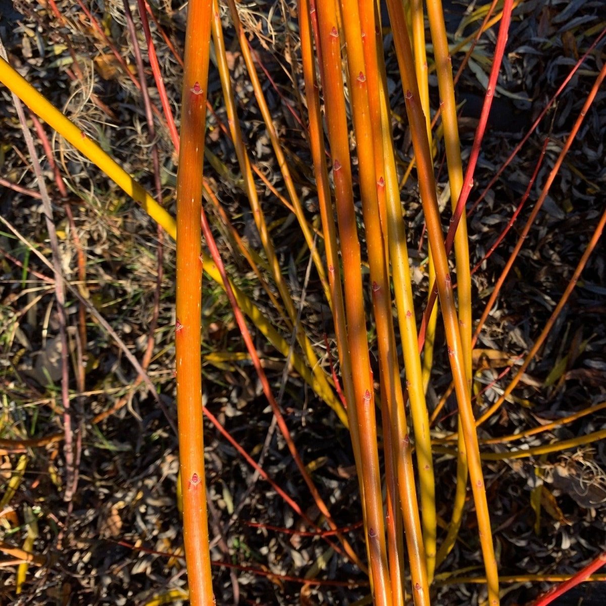 Winter Green Willow Cutting - Dingdong's Garden