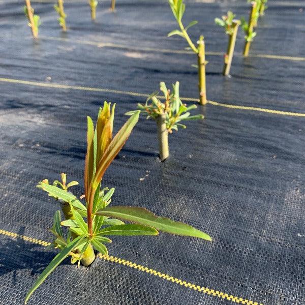 Winter Green Willow Cutting - Dingdong's Garden