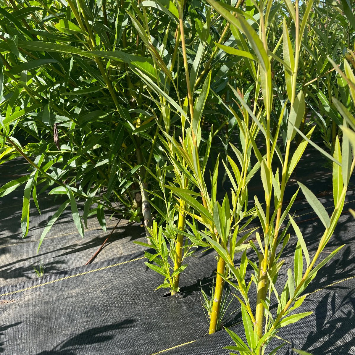 Winter Green Willow Cutting - Dingdong's Garden