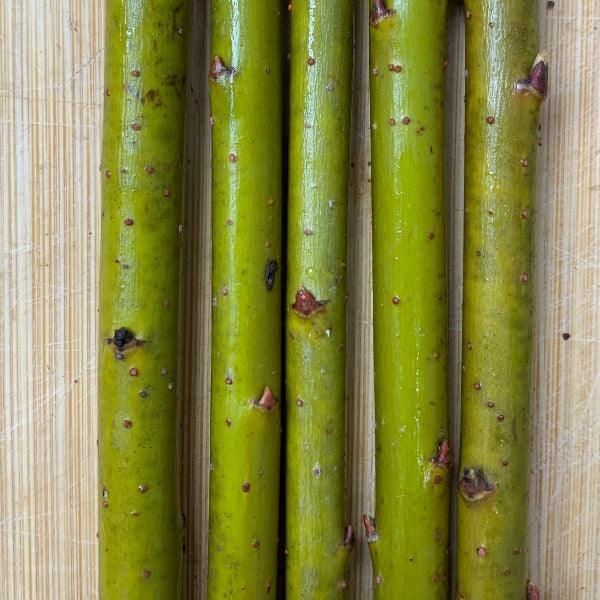 Winter Green Willow Cutting - Dingdong's Garden