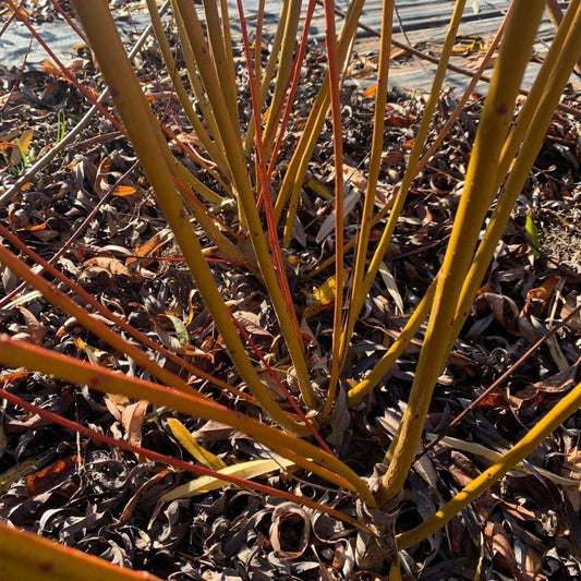 Winter Green Willow Cutting - Dingdong's Garden