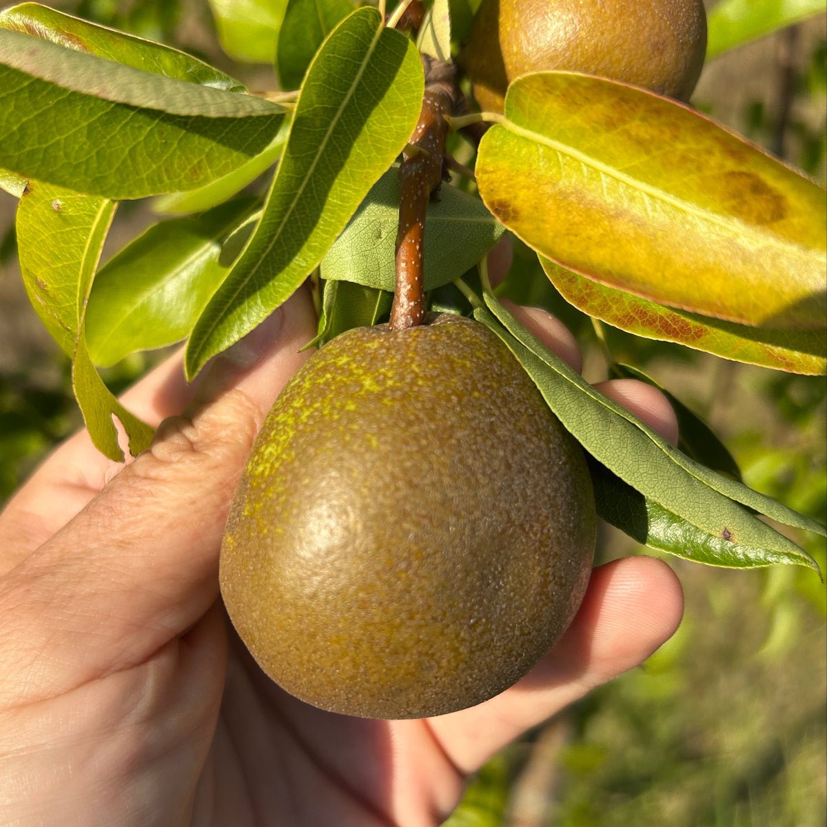 Winter Nelis Pear Scionwood - Dingdong's Garden