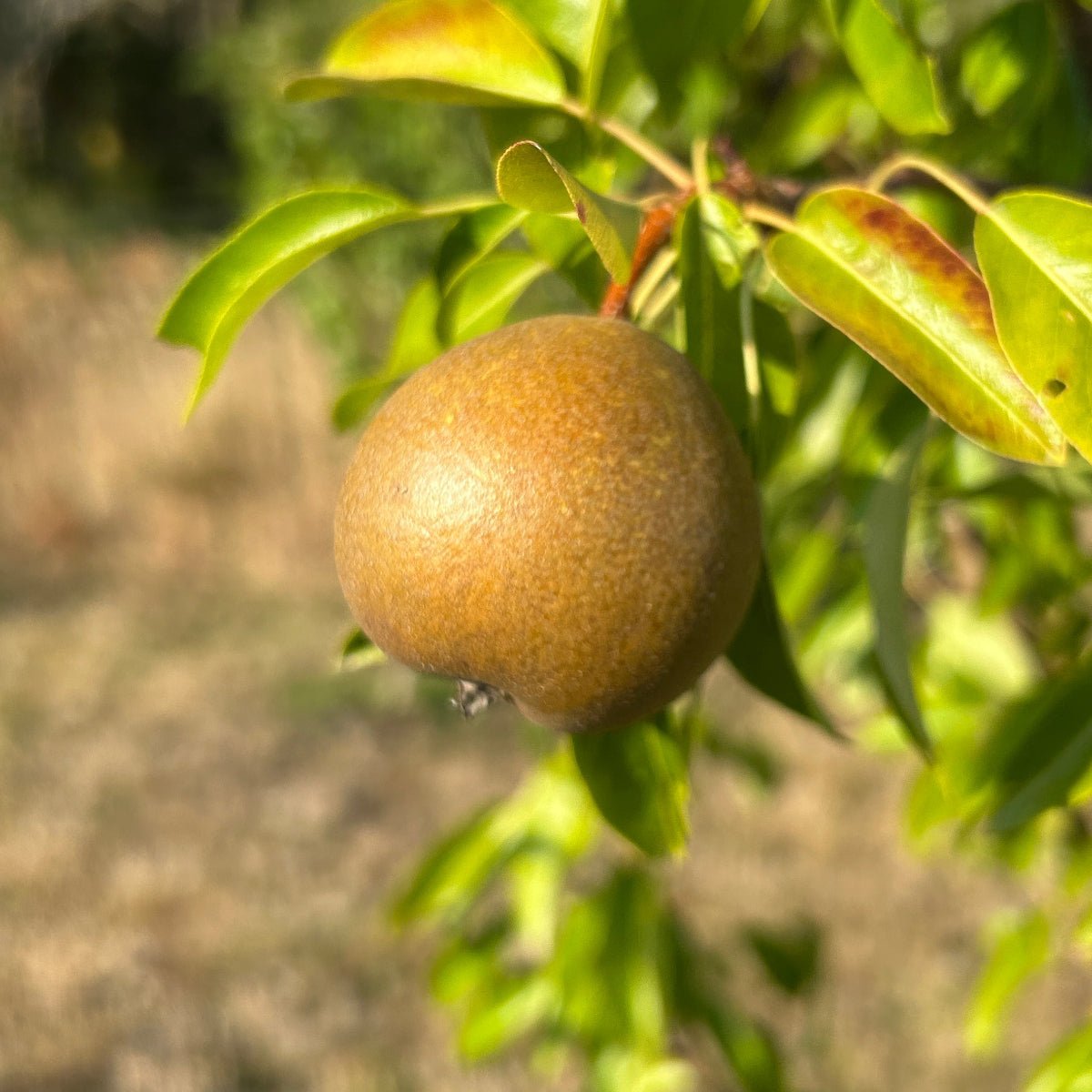 Winter Nelis Pear Scionwood - Dingdong's Garden
