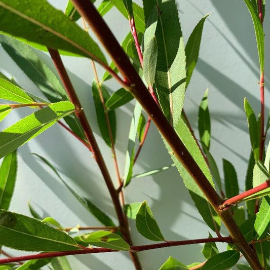 Wisconsin Weeping Willow Cutting - Dingdong's Garden