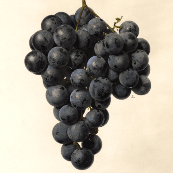 Wittel No. 42 Grape 4x6 Decorative Card - Dingdong's Garden