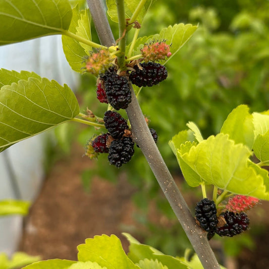 Wonder Berry Mulberry Cutting - Dingdong's Garden