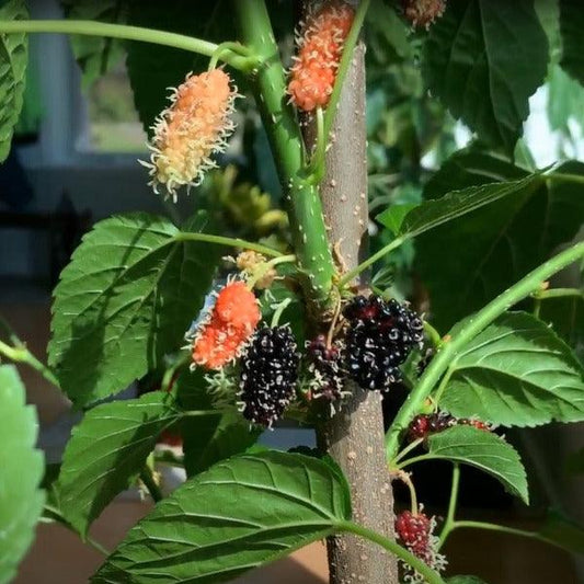 World's Best Mulberry Cutting - Dingdong's Garden