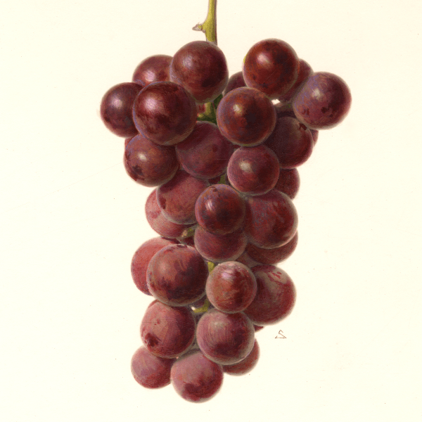 Wyoming Grape 4x6 Decorative Card - Dingdong's Garden