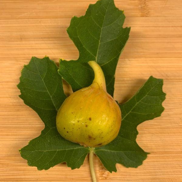 Yellow Long Neck Fig Cutting - Dingdong's Garden