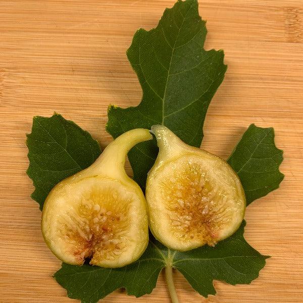 Yellow Long Neck Fig Cutting - Dingdong's Garden