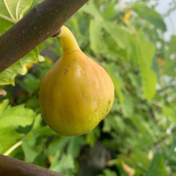 Yellow Long Neck Fig Cutting - Dingdong's Garden