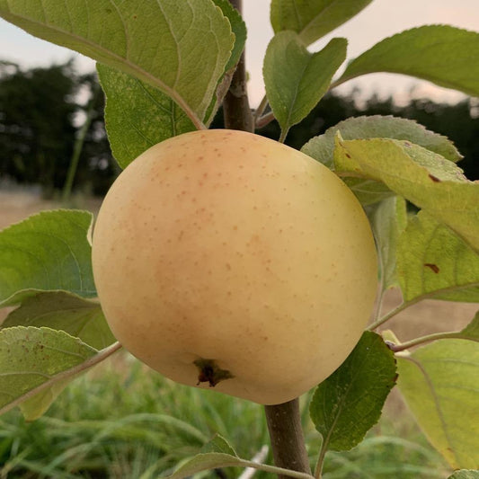 Yellow Transparent Apple Scionwood - Dingdong's Garden