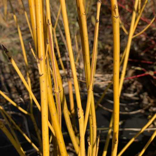 Yellow Twig Dogwood Cutting - Dingdong's Garden