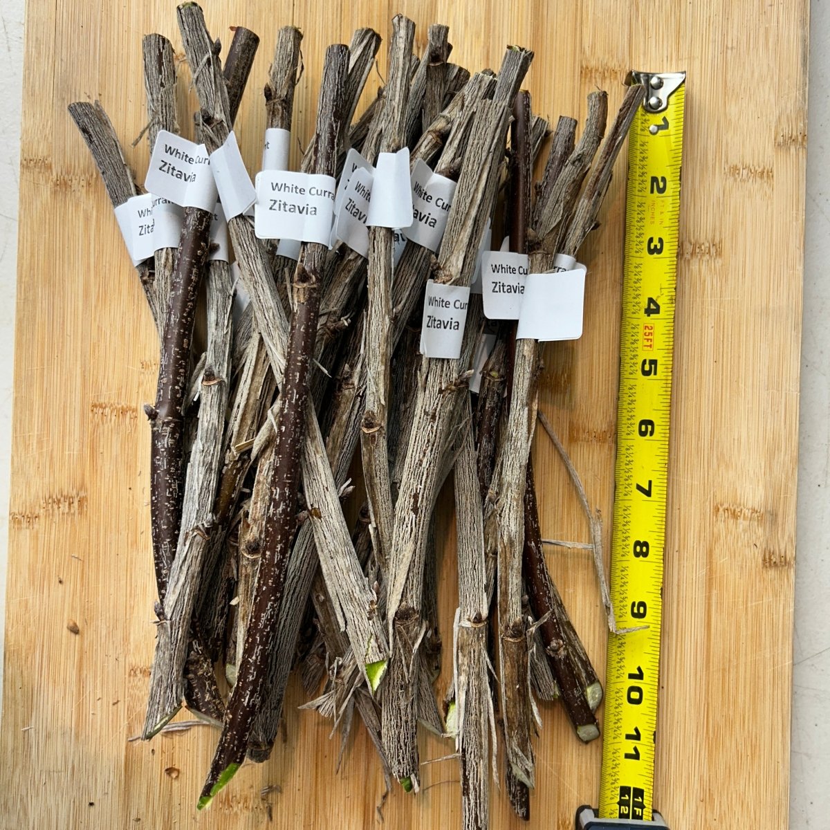 Zitavia White Currant Cutting - Dingdong's Garden
