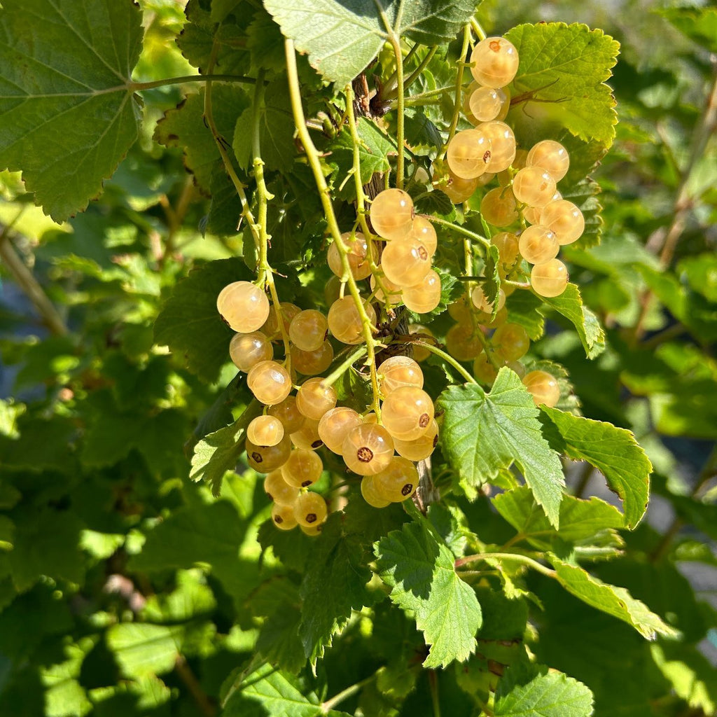 Zitavia White Currant Cutting