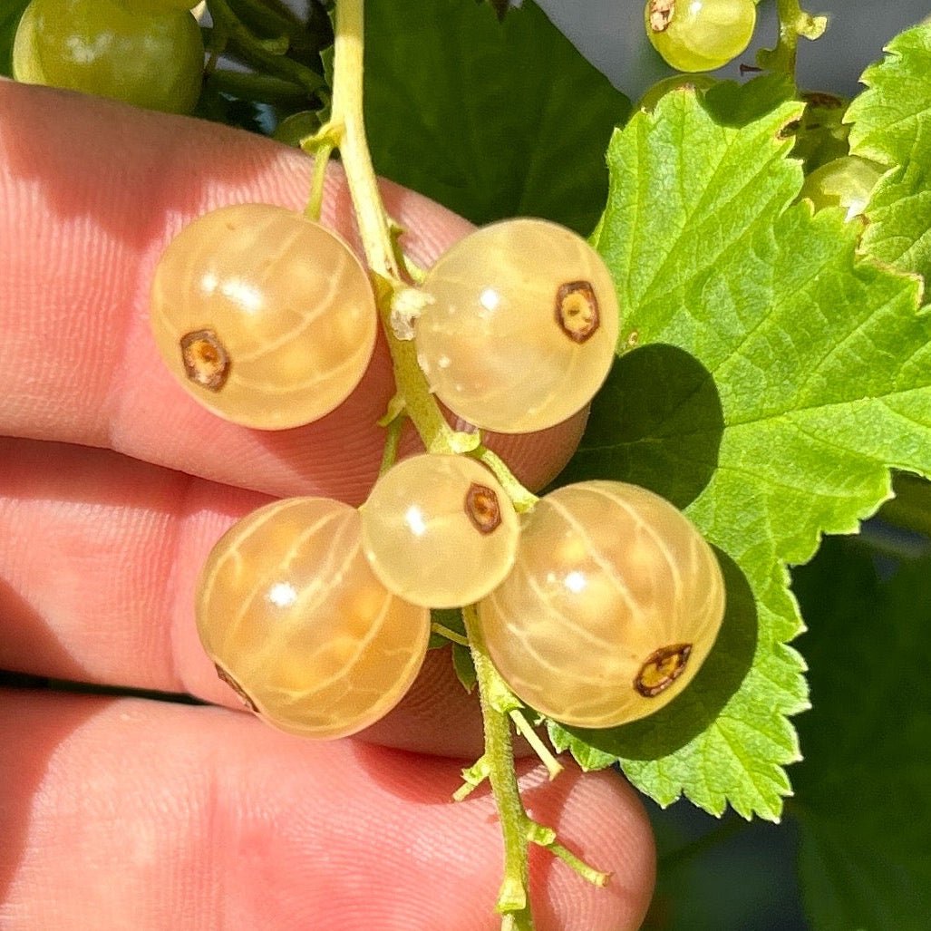 Zitavia White Currant Cutting - Dingdong's Garden