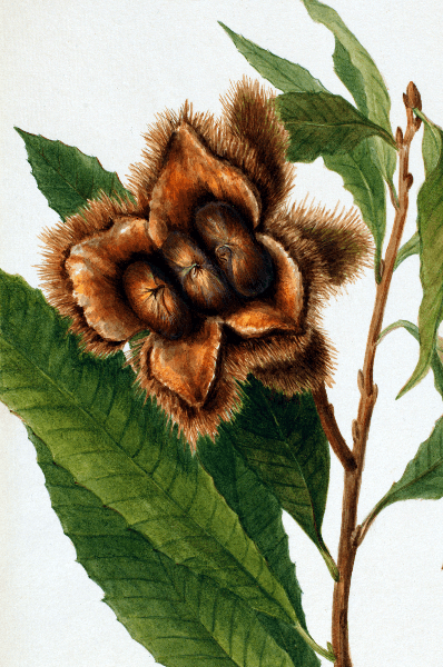 American Chestnut (Castanea dentata) Wildflower 4x6 Decorative Card - Dingdong's Garden