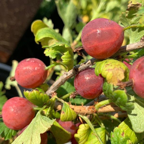Amish Red Gooseberry Cutting - Dingdong's Garden