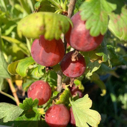 Amish Red Gooseberry Cutting - Dingdong's Garden