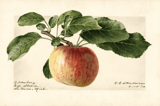 Oldenburg Apple 4x6 Decorative Card - Dingdong's Garden