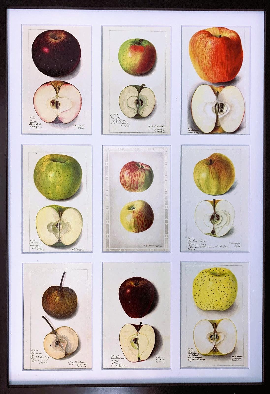 Accomack Apple 4x6 Decorative Card - Dingdong's Garden