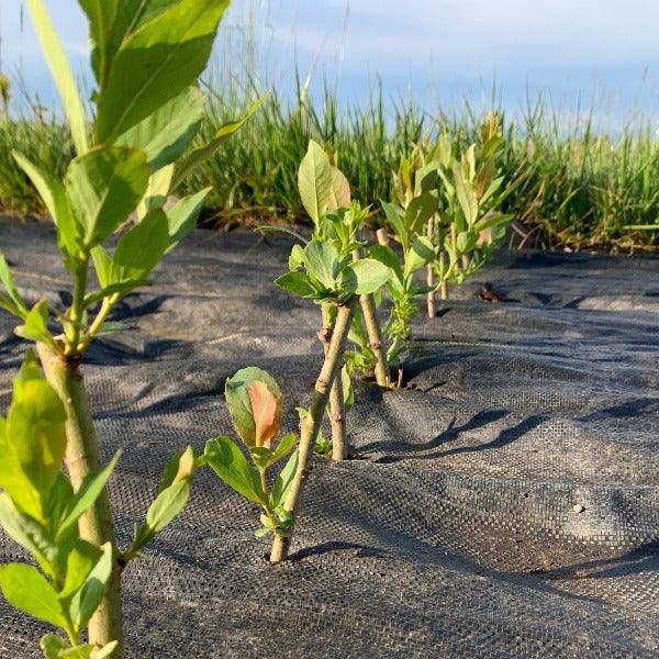 Bayberry, Blueleaf Willow Cutting - Dingdong's Garden