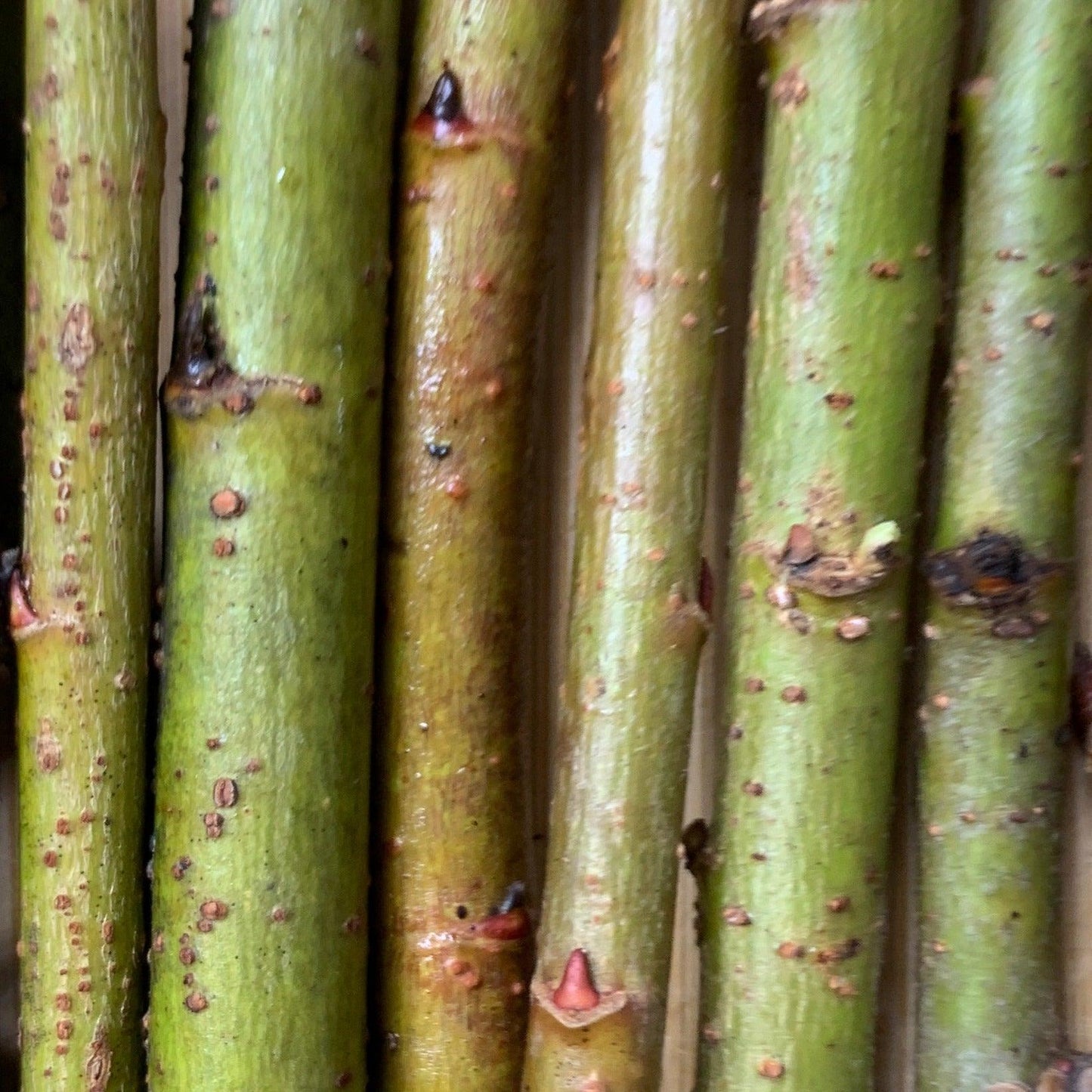 Bayberry, Blueleaf Willow Cutting - Dingdong's Garden