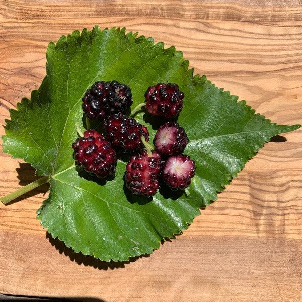 Black Prince Mulberry Cutting - Dingdong's Garden