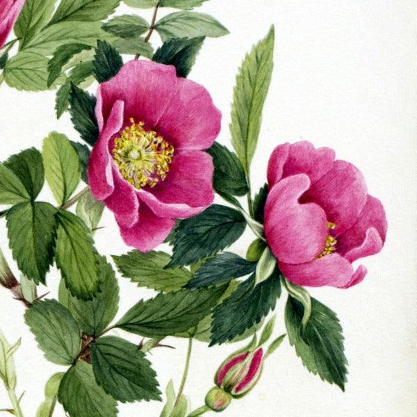 Bourgeau Rose (Rosa bourgeauiana) Wildflower 4x6 Decorative Card - Dingdong's Garden